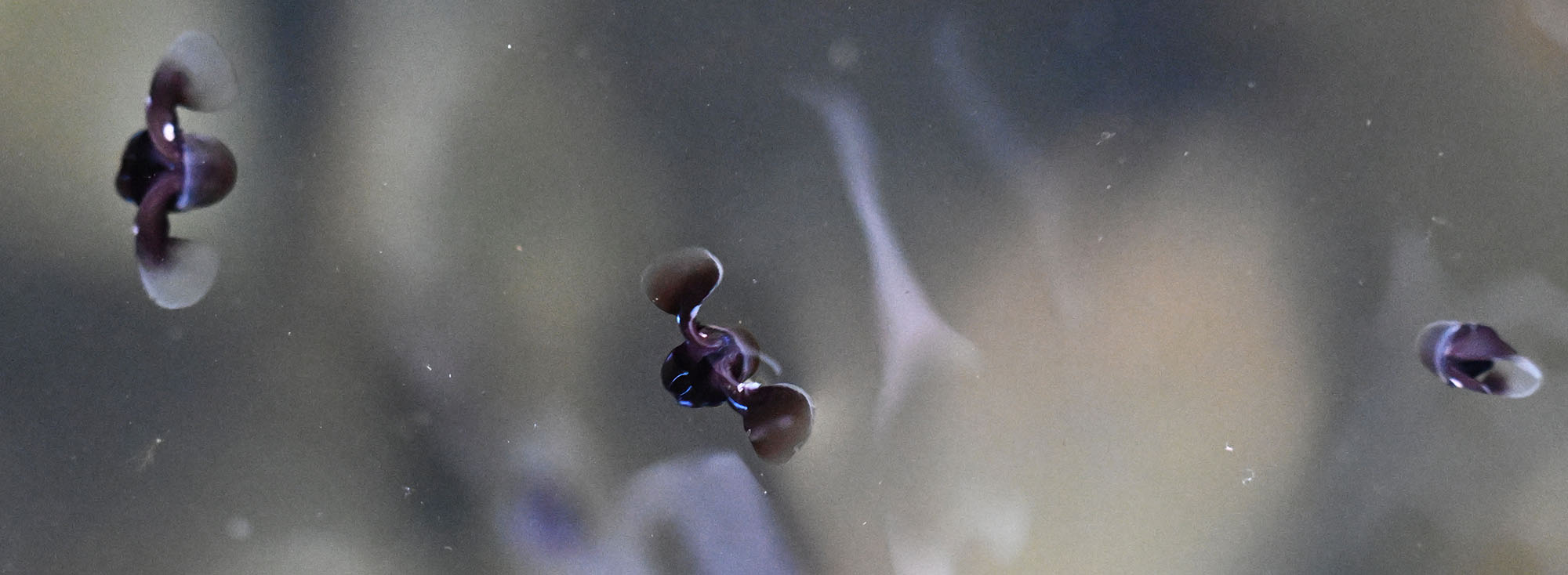 Limacina-helicina-arctic-sea-butterfly-2026-7-3-qeqertarsuaq-DSC_9398