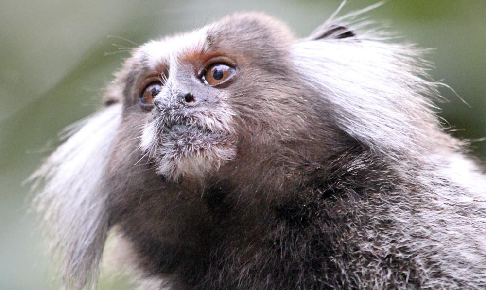 marmoset-common-rio-sugar-loaf