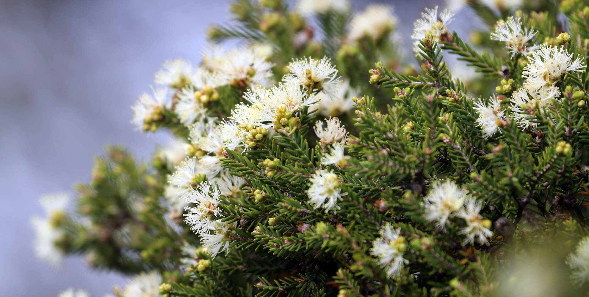 melaleuca-halmaturorum-lashmar-kangaroo-island-