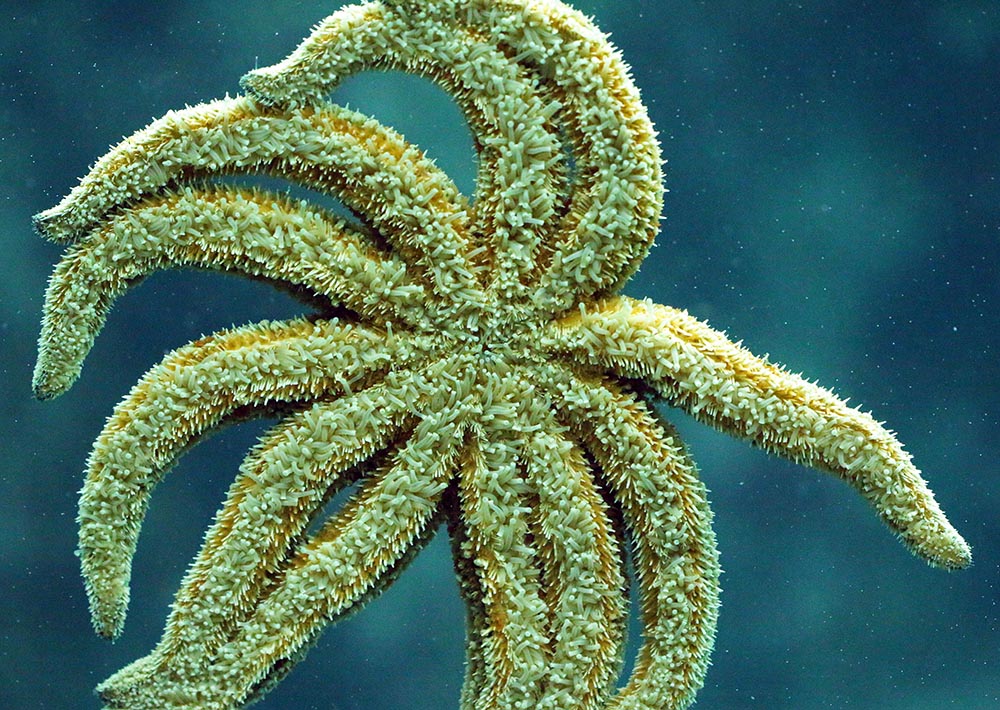 Milford-Sound-Underwater-Observatory-11-armed-seastar