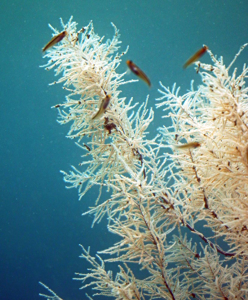 Milford-Sound-Underwater-Observatory-black-coral