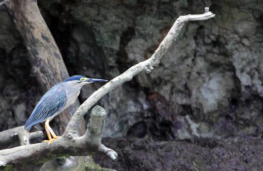 MisoolStriatedheron