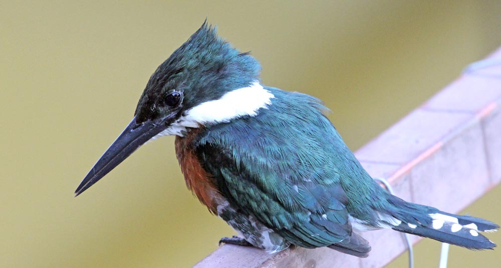 hotelmatogrosso-kingfisher