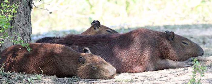 hotelmatogrosso-tapir