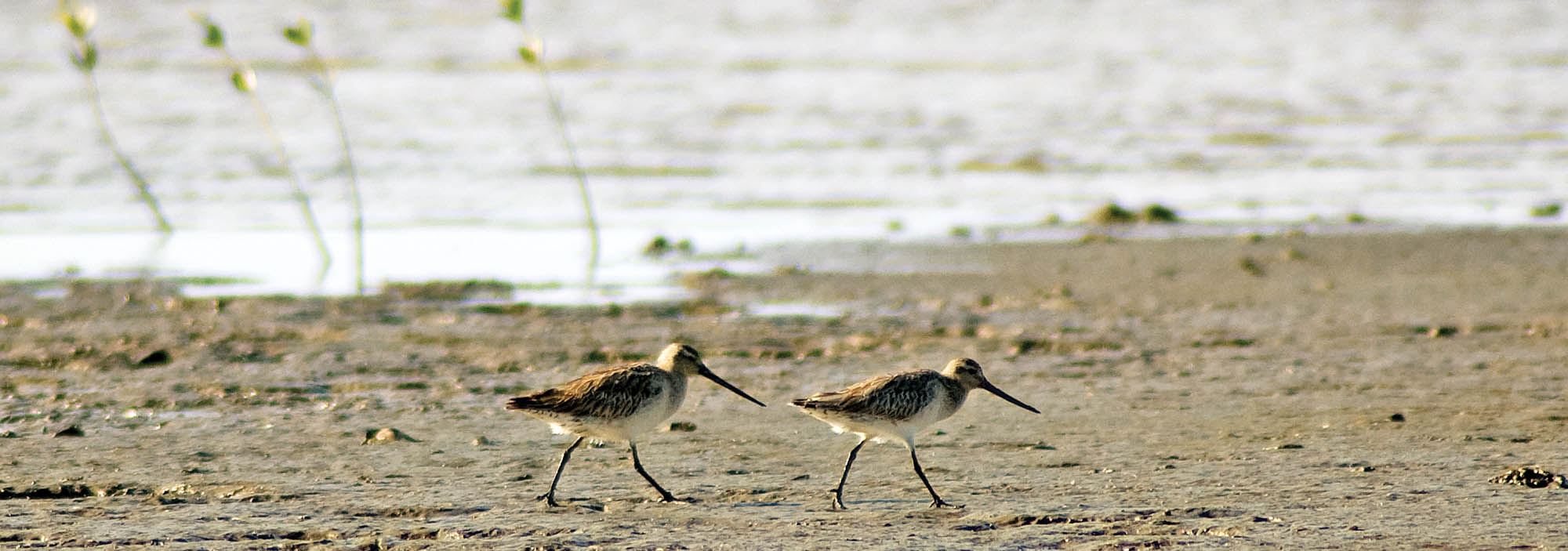 mudflats-cairns