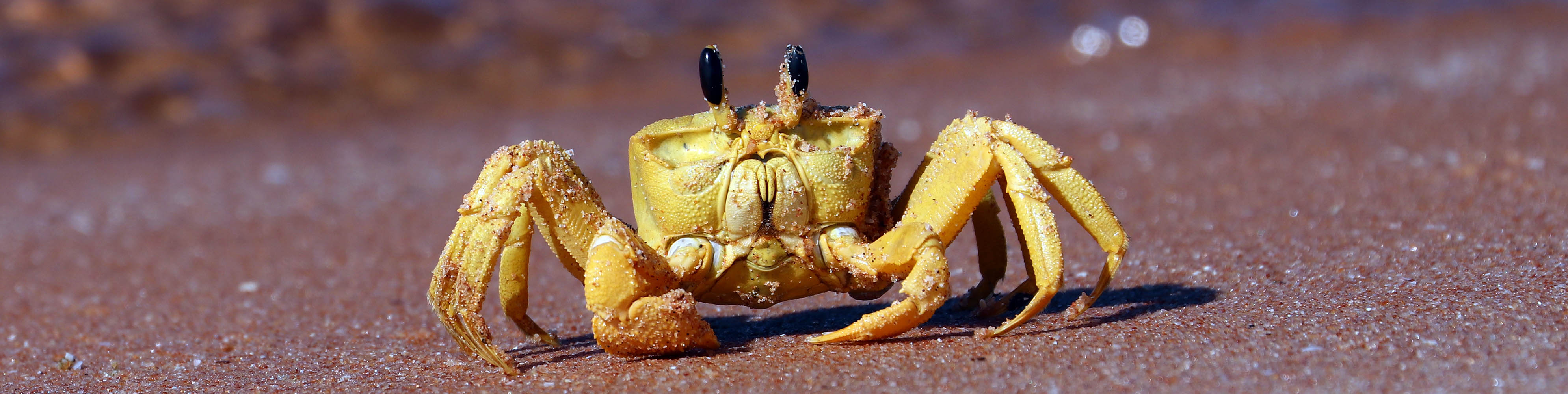 Ocypode-convexa-golden-ghost-crab-on-sand-shark-bay