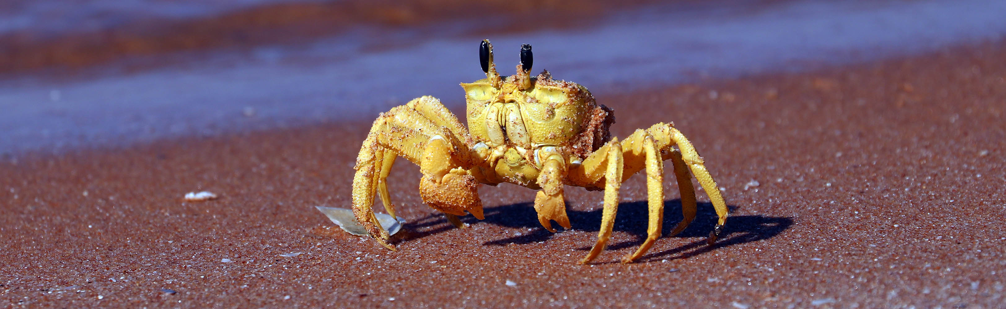 Ocypode-convexa-golden-ghost-crab-shark-bay-