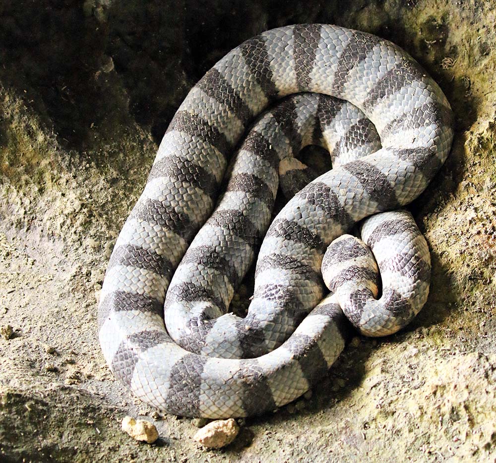 palau-sea-krait