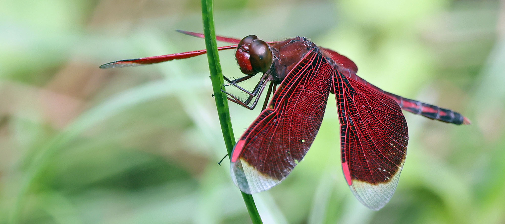 dragonfly-ambrym-