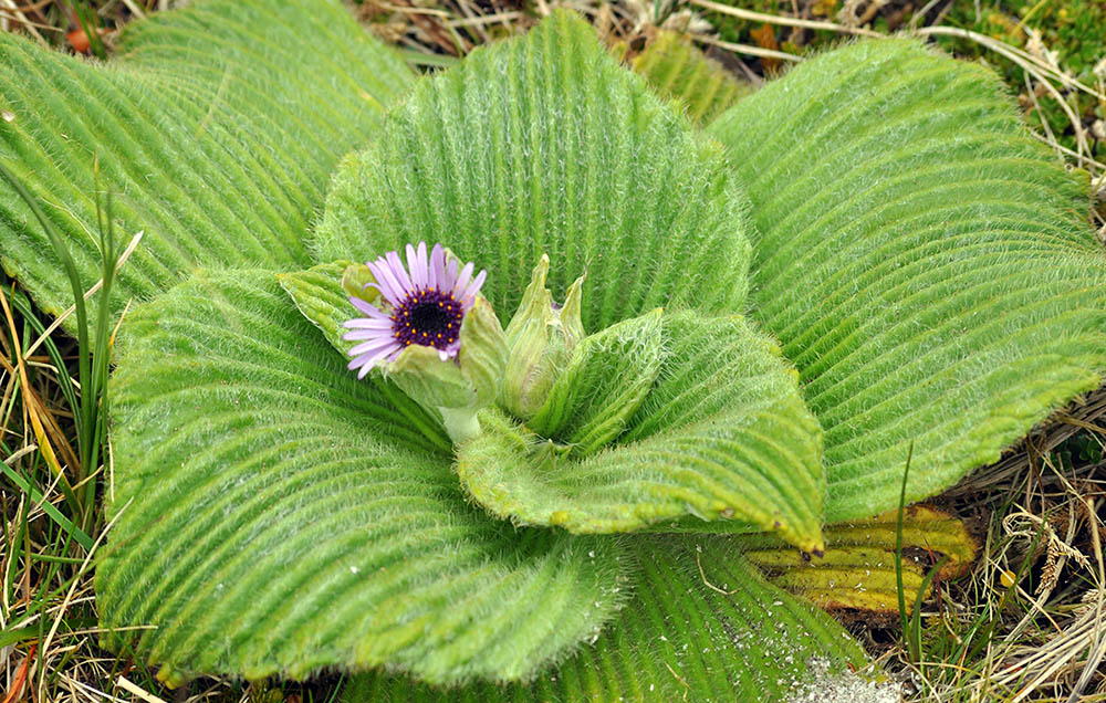 Pleurophyllum-speciosum-campbell