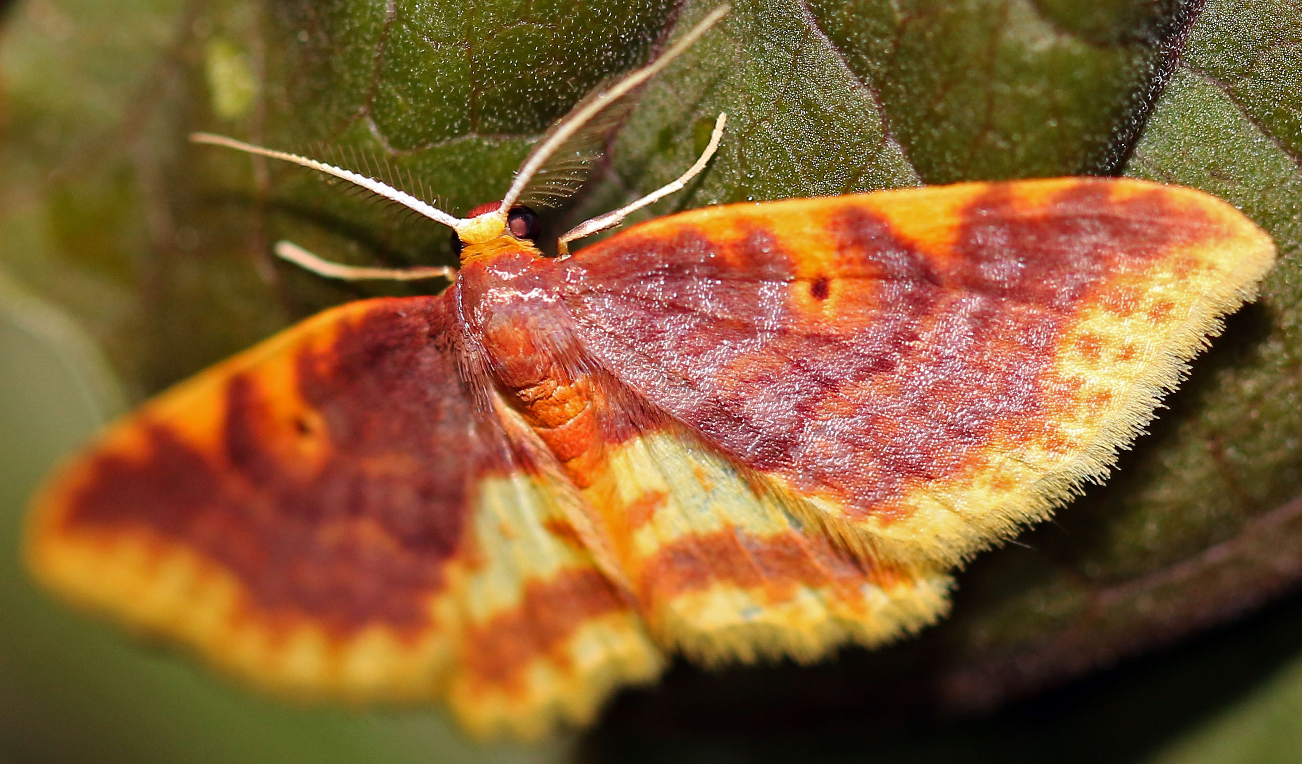 Polygrammodes-ponderalis-weychega