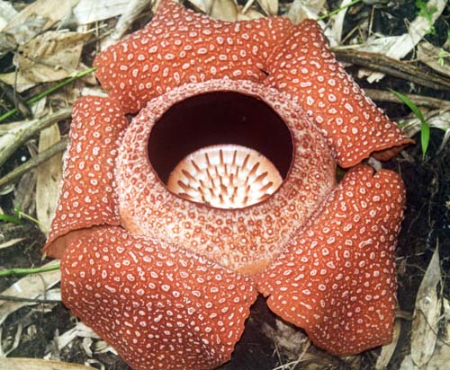 Poringrafflesia