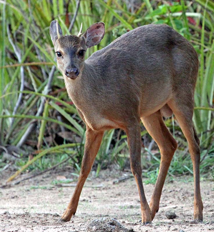 pousa=alegre-brocket-deer