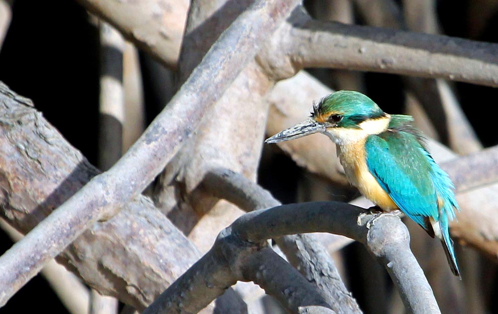 PrinceFrederickSacredKingfisher