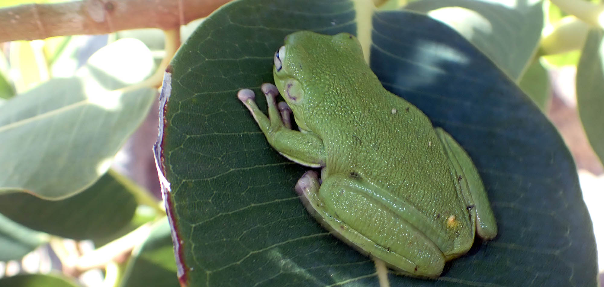 frog-cave-dwelling-ranoidea-caverniocola-wollaston-kimberley