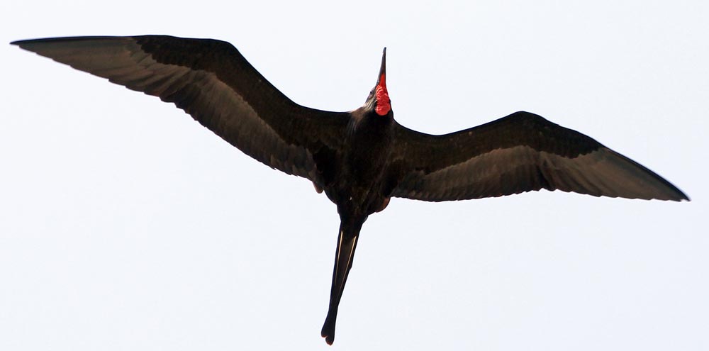 RioFrigatebird