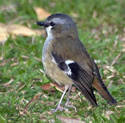 grey headed robin