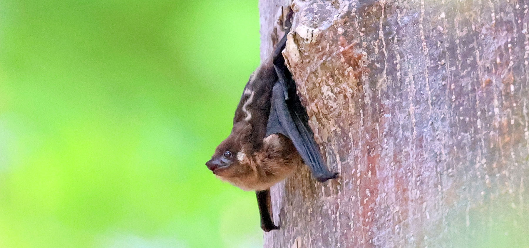 Saccopteryx-bilineata-greater-sac-winged-bat-yiimtii-