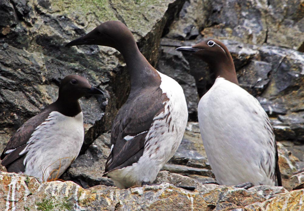 Guillemot, St.Kilda Islands, (Damon Ramsey, www.ecosystem-guides.com)