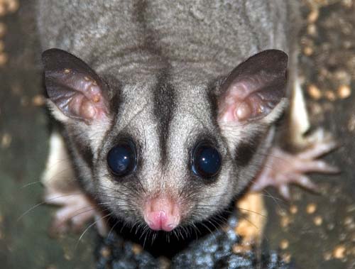 Sugar glider (photograph by Damon Ramsey www.ecosystem-guides.com)