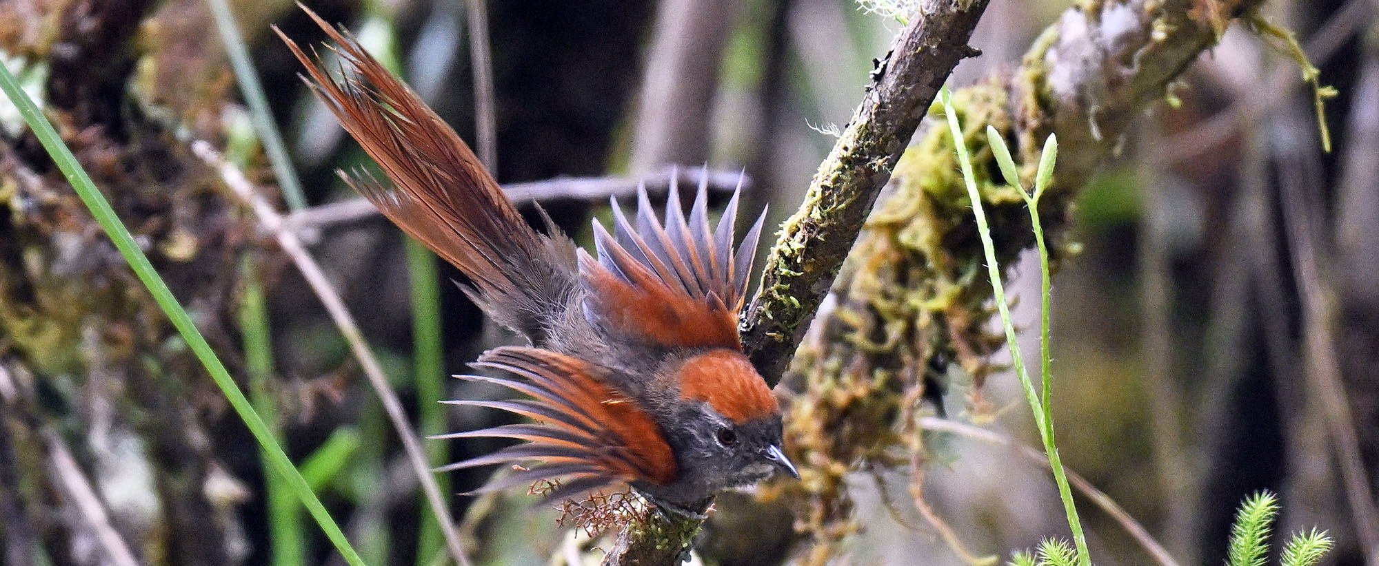 death-road-Synallaxis-azarae-Azaras-Spinetail