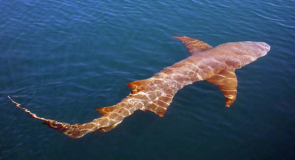 Tawny Nurse Sharks are attracted to the back of anchored ships atTalbot bay, (Image by Damon Ramsey, www.ecosystem-guides.com)