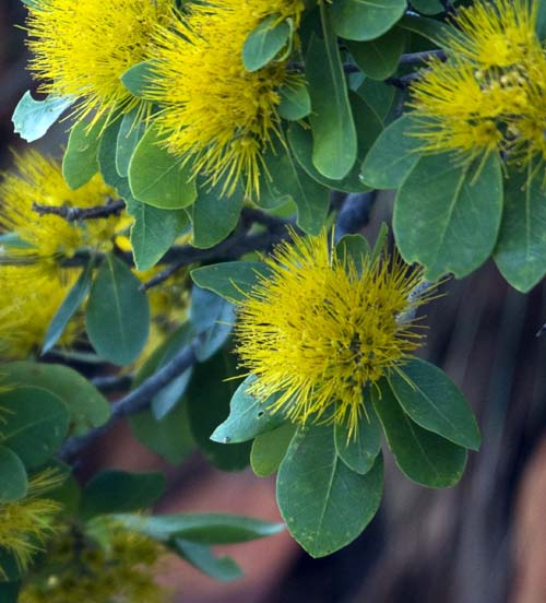TalbotXanthostemon