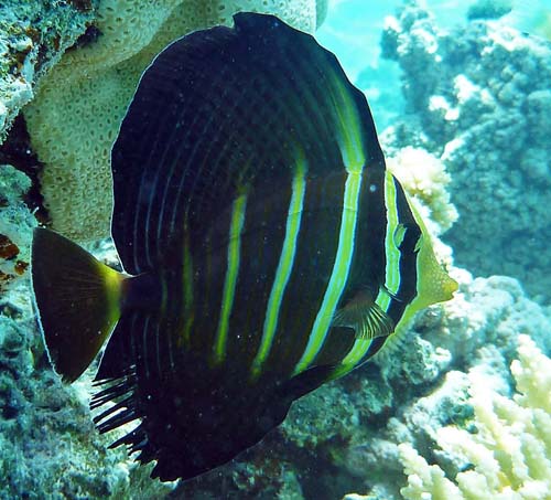 tang-sailfin