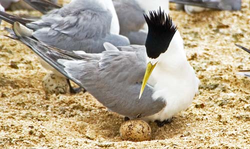 TernBreeding