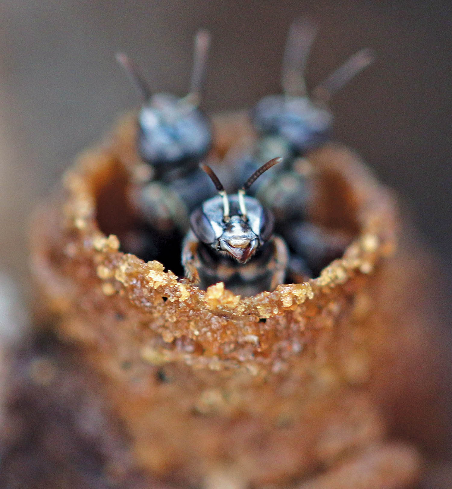 tetragonula-in-nest-bigge