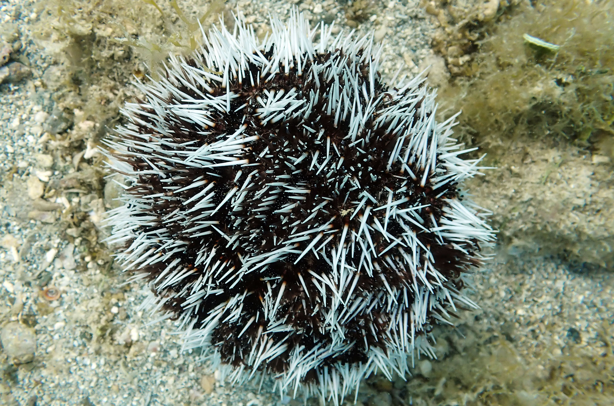 Tripneustes-ventricosus-West-Indian-Sea-Egg-antigua
