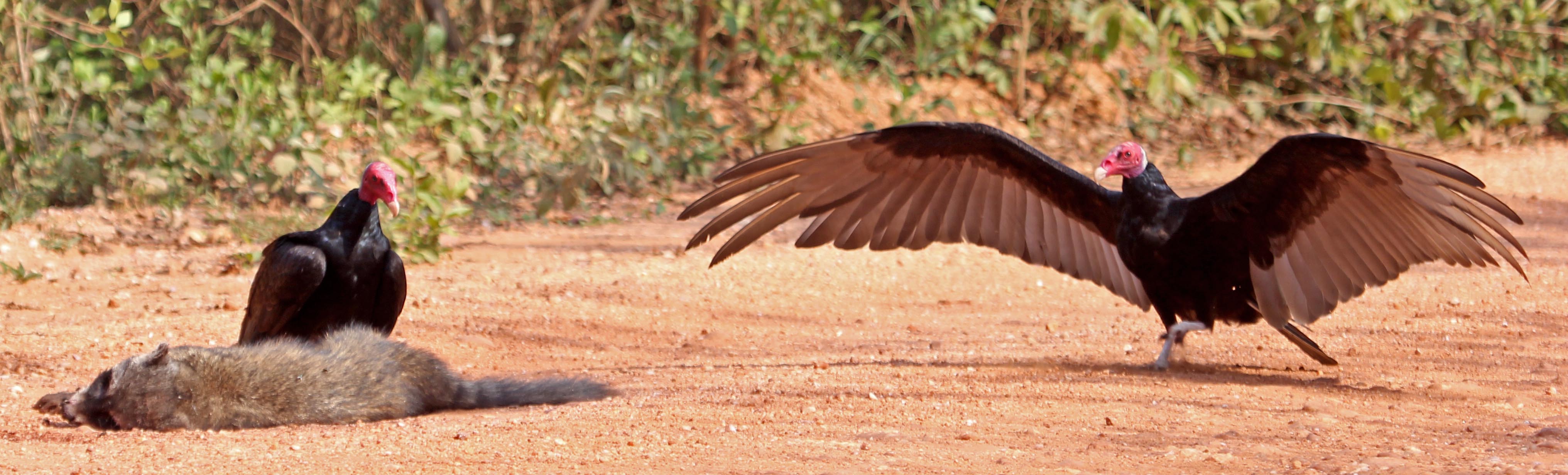 Turkey vultures at carcass of raccoon (image by Damon Ramsey)