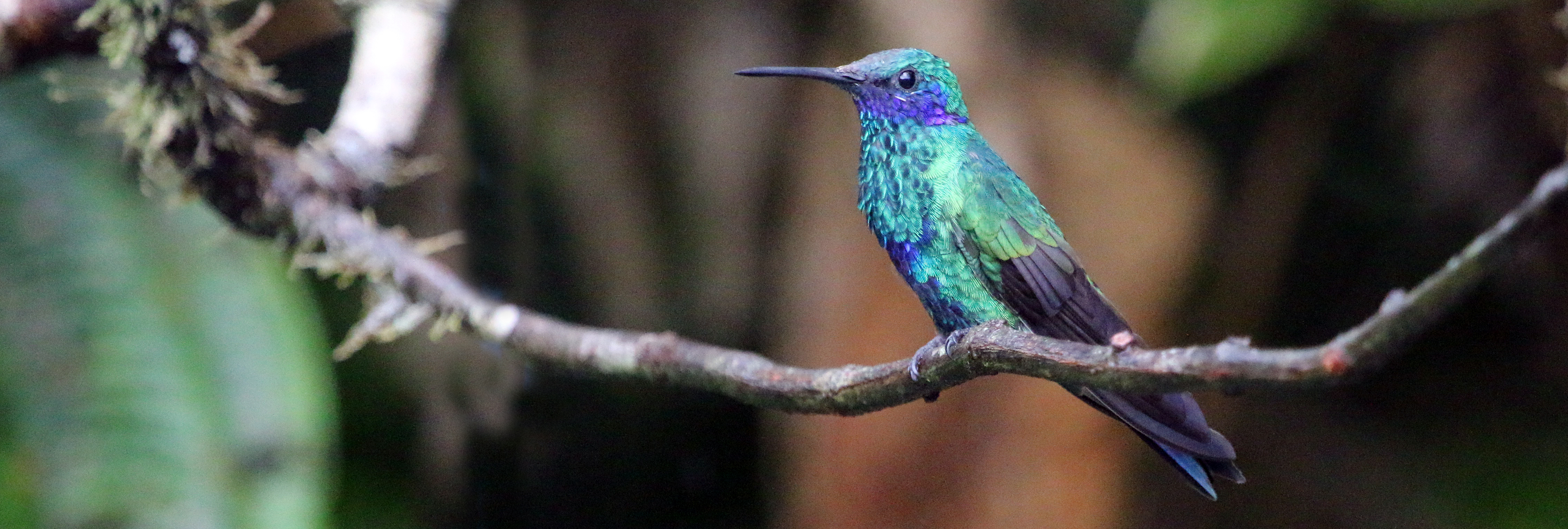 violet-ear-sparkling-sumaco