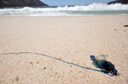 WineglassBlueBottle