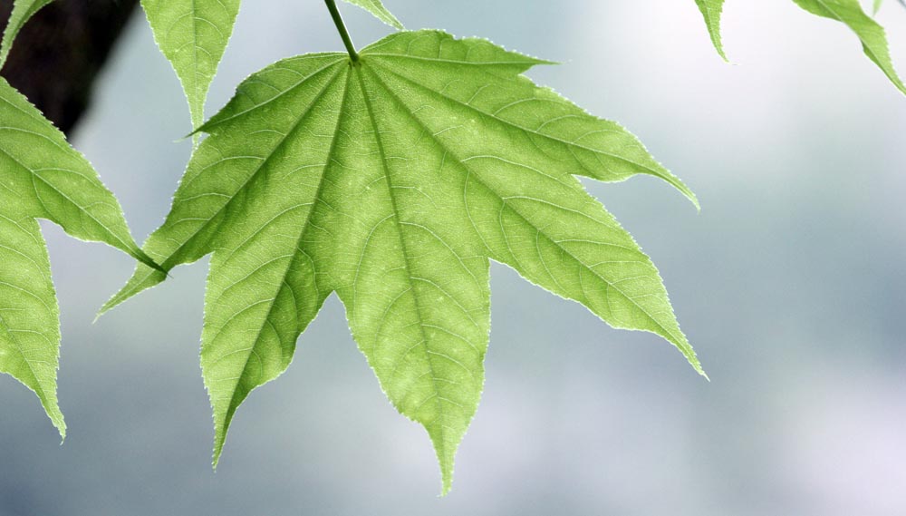 Leaf, Yakushima Island, (image by Damon Ramsey, www.ecosystem-guides.com)