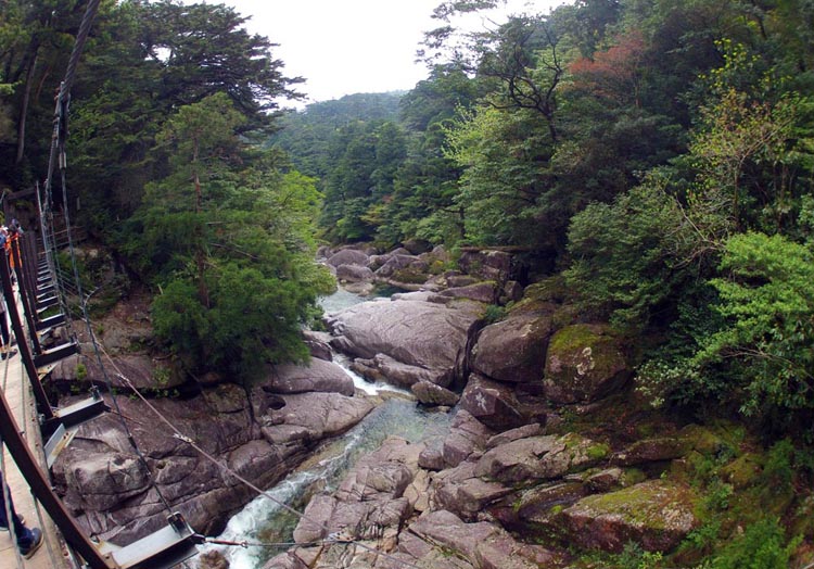 -- View from bridge of river, Yakushima Island, (image by Damon Ramsey, www.ecosystem-guides.com)