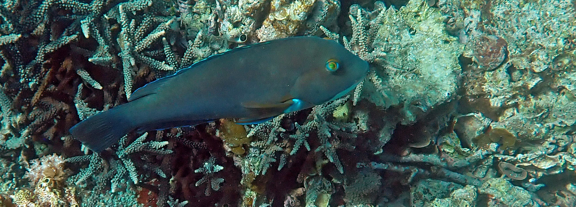 abrolhos-blad-chinned-groper