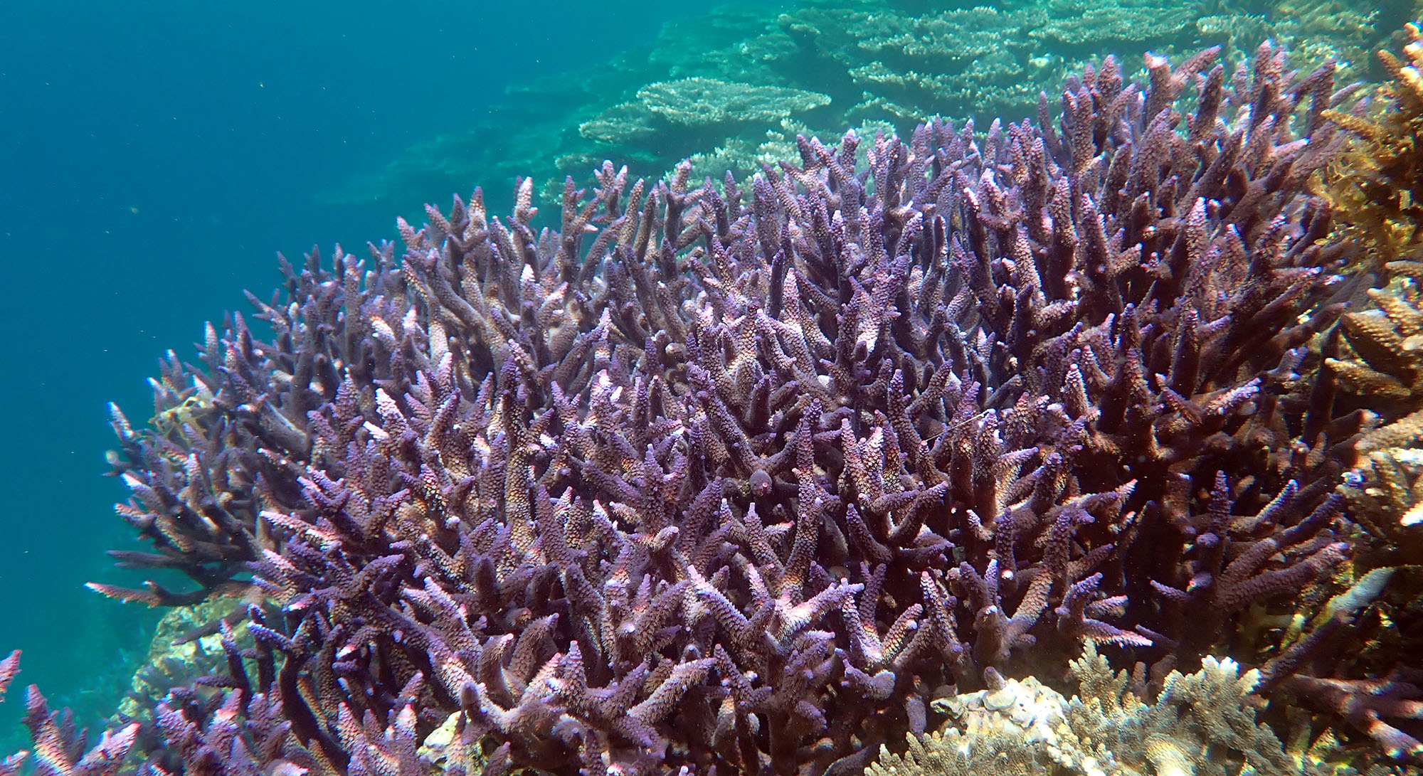 abrolhos-coral-