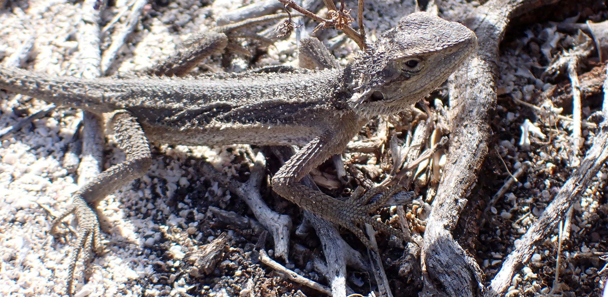 abrolhos-bearded-dragon-