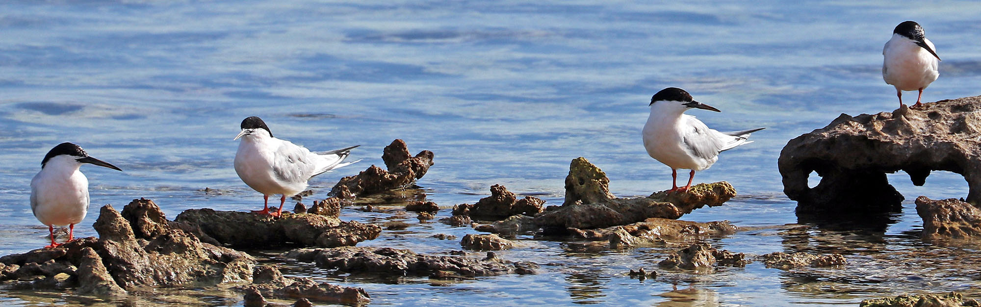 abrolhos-roseate-terns