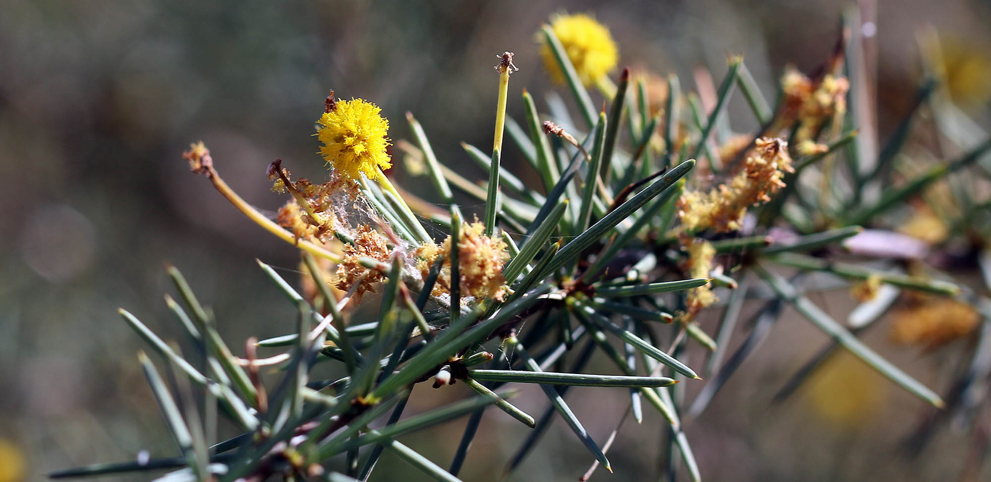 acacia-tetragonophylla-millstream-kirinjini