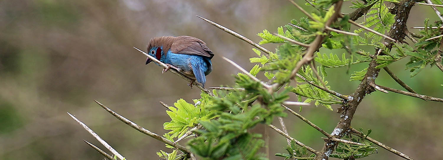 acacia-thorns-with-cordonbleu-mburo-uganda