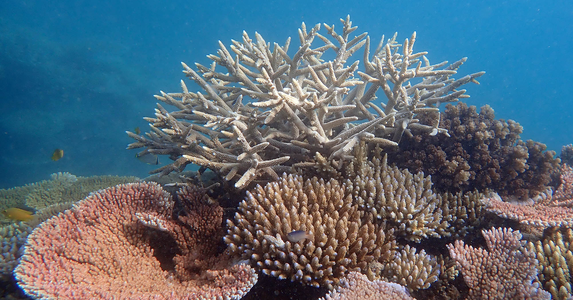 Staghorn Coral Garden, Lizard Island (image by Damon Ramsey)