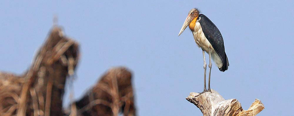 stork-adjutant-prek-toal