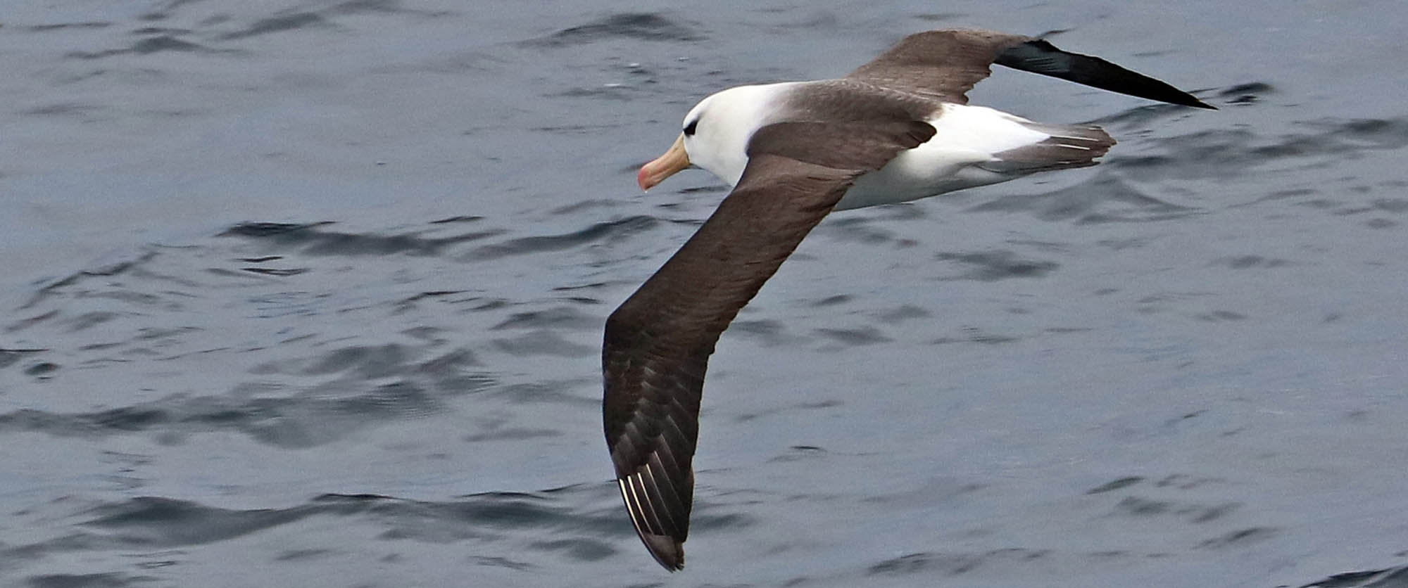 albatross-black-browed-cape-horn-