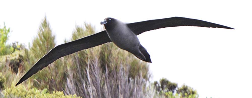 albatross-light-mantled