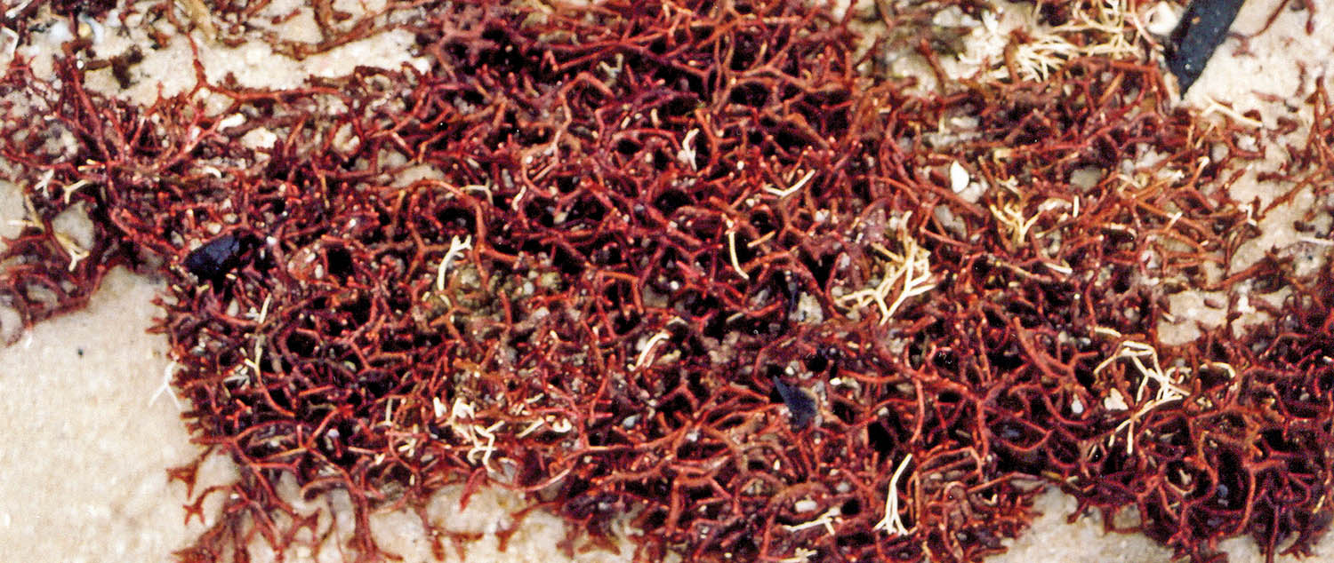 algae-red-beach-