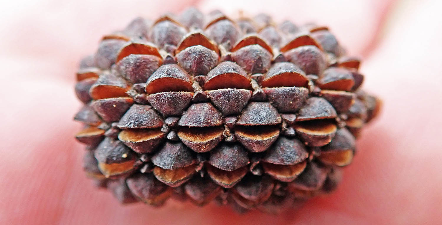 allocasuarina-fruit-avon