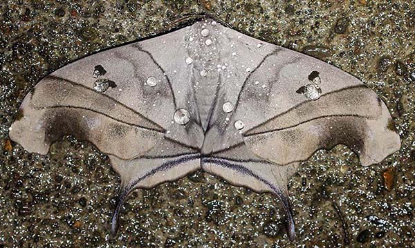 amazon-leaf-moth