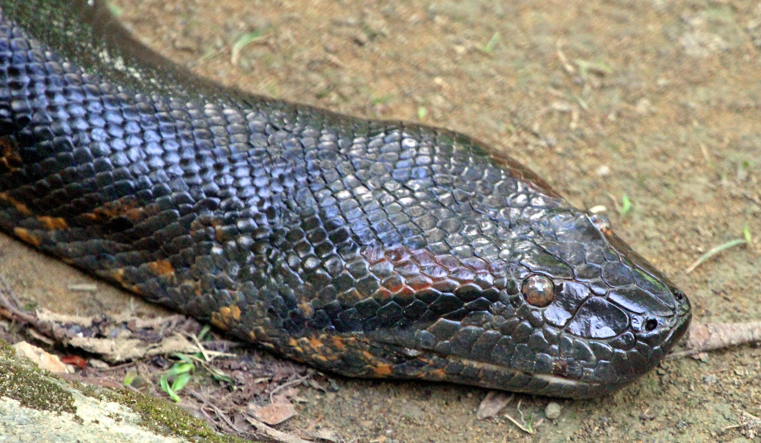 anaconda-green-on-ground-manaus-brazil